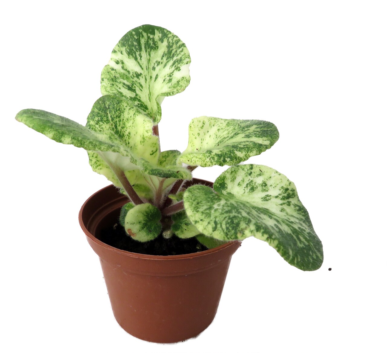 Lillian Jarret Micro Miniature African Violet - 2" Pot - Collector's Series